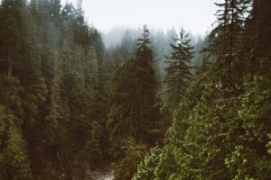 A serene view of a misty evergreen forest in North Vancouver, BC.