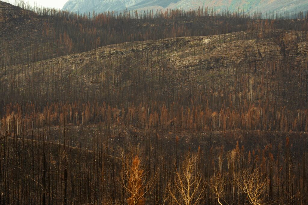 CAEP Joins Coalition on Wildfire Watershed Recovery