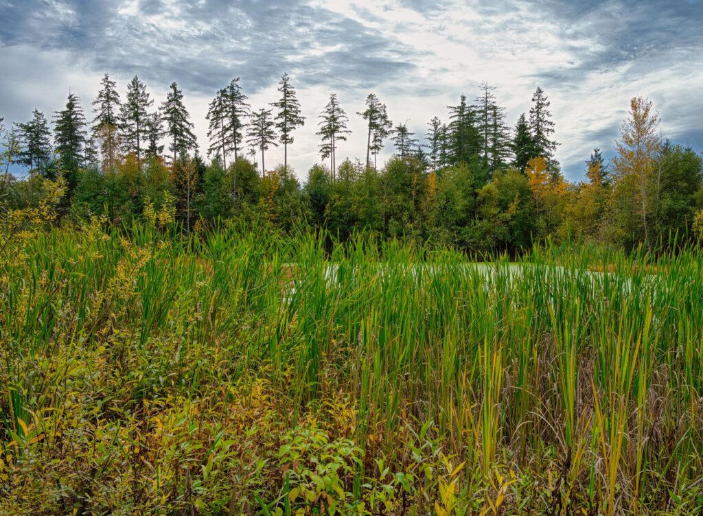 Wetland Plant Identification Toolkit