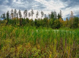 A serene view of a forest pond surrounded by trees and reeds in Lacey, Washington.